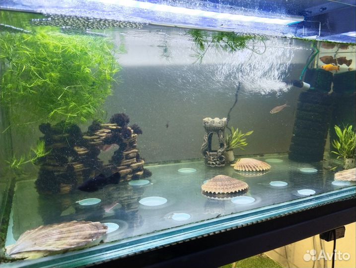 Аквариум