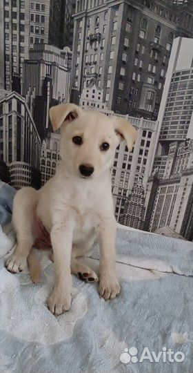 Маленькая девочка лапочка