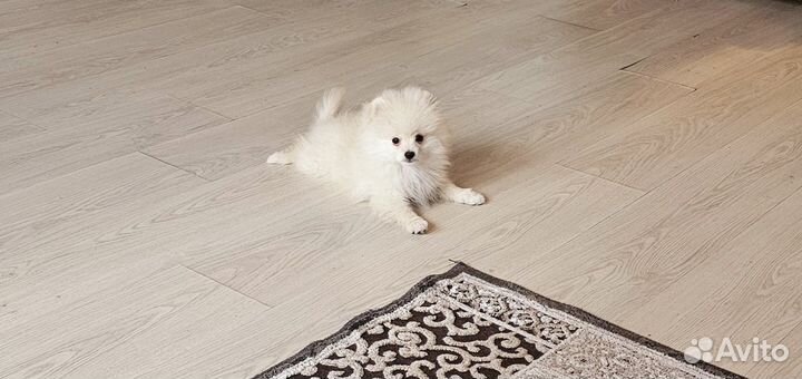 Шпиц мальчик