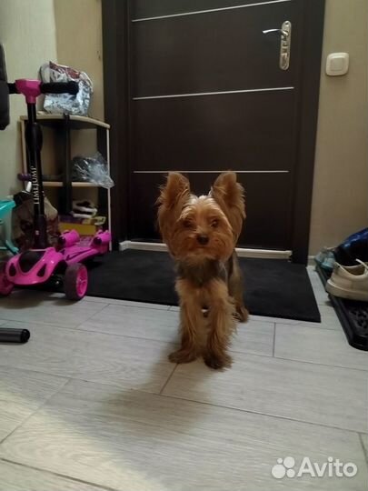 Спаривание