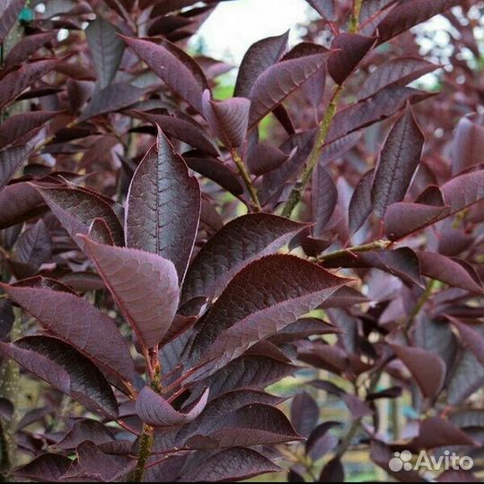 Черемуха краснолистная