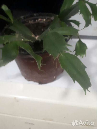 Сансевиерия