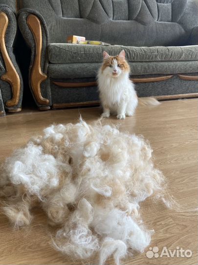 Груминг мейн-кунов и не только