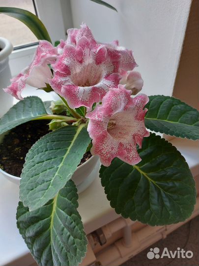 Глоксиния цветущая