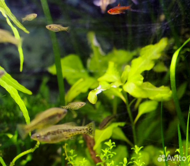 Амека, трофеус Мура 