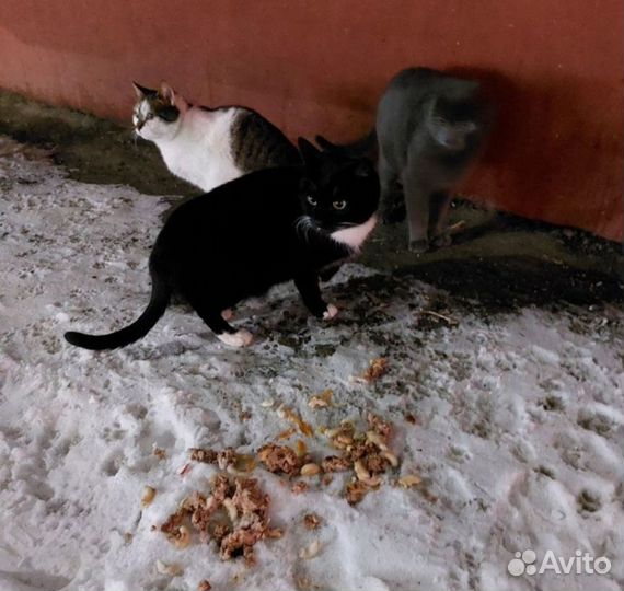 Коты в добрые руки