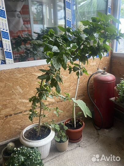 Рестения, цветы