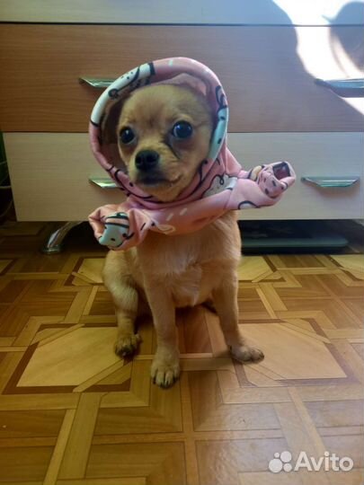 Костюм для собак