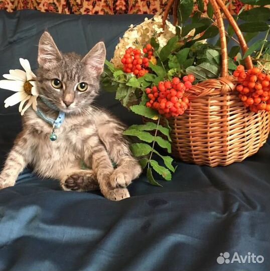 Котёнок в добрые руки