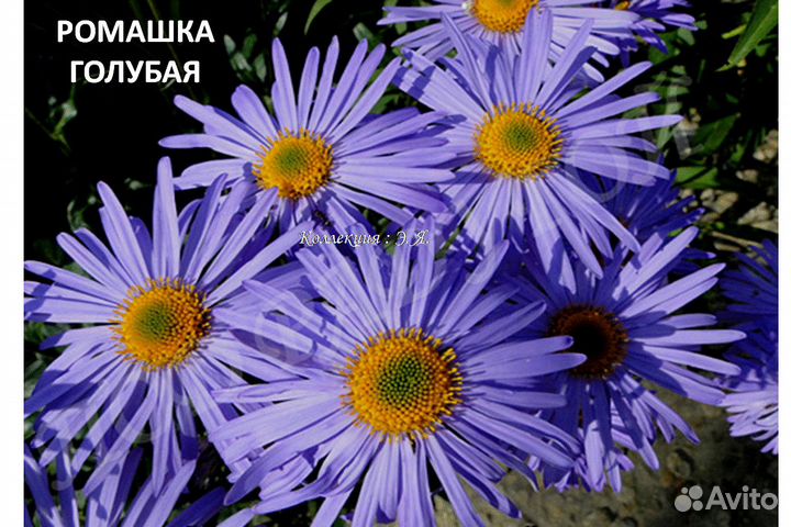 Флоксы, Ромашки, Красивоцветущие (Часть 2) Почтой