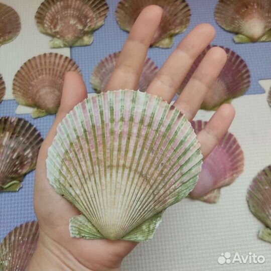 Морские ракушки, раковины морских гребешков