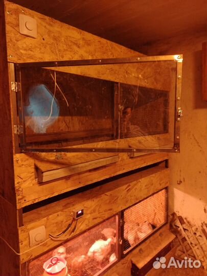 Брудер для циплят