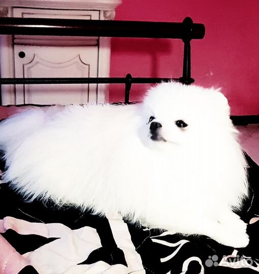 Померанский шпиц для вязки