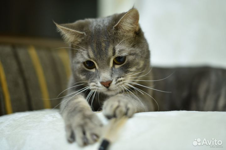 Котик в добрые руки