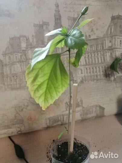 Гибискус китайская роза красный, розовый