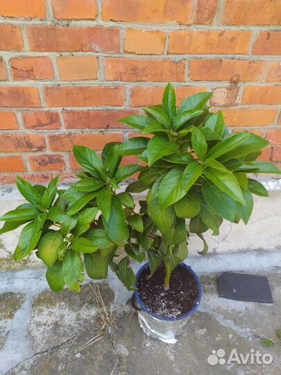 Комнатные цветы