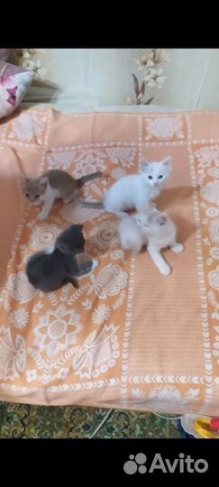 Котята в добрые руки