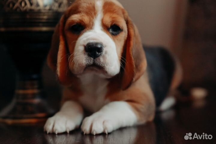 Щенки бигль