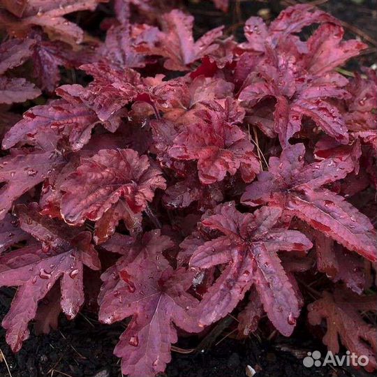 Гейхеры, гейхереллы