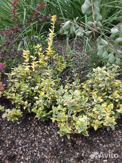 Бересклеты, Бузина,Флоксы,Герань