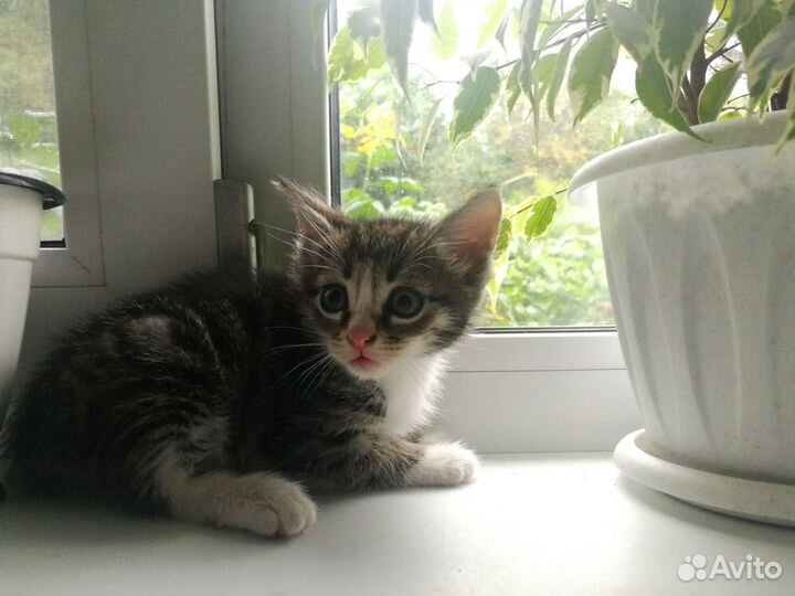 Котята в добрые руки бесплатно