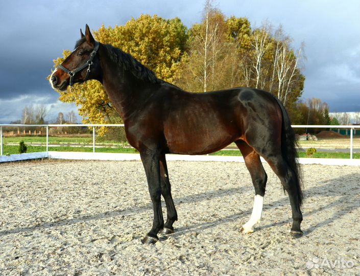 Продаются лошади