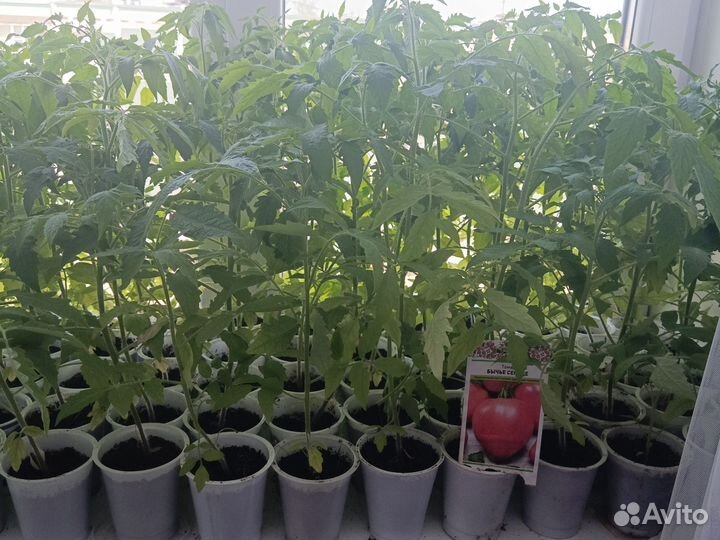 Рассада капусты, перцев, помидор, баклажанов