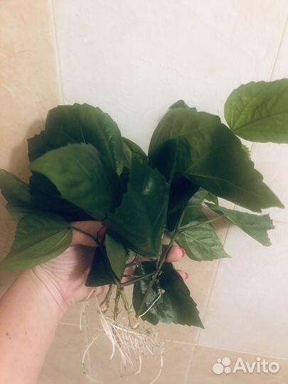 Гибискус китайская роза