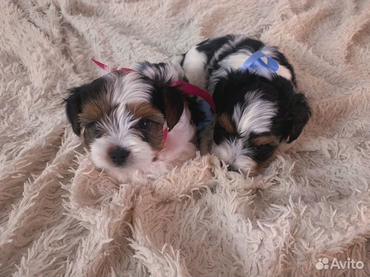 Щенки бивер