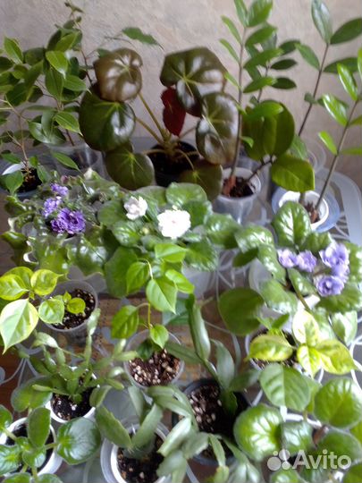 Комнатные растения цветы