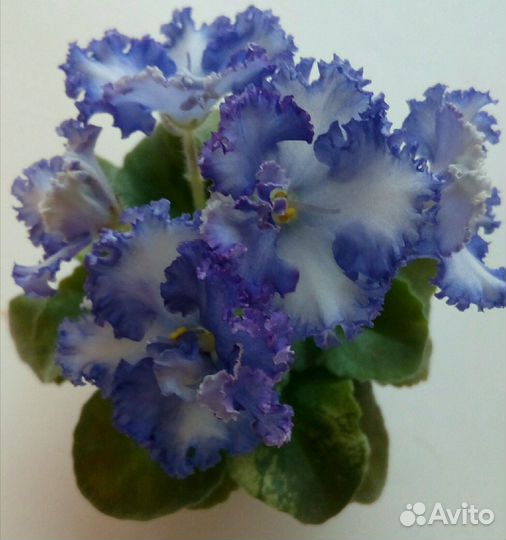 Листы сортовых мини фиалок