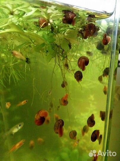 Улитки катушки и мелании