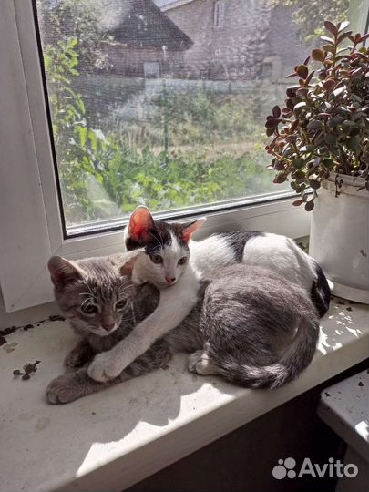 Кошки в добрые руки