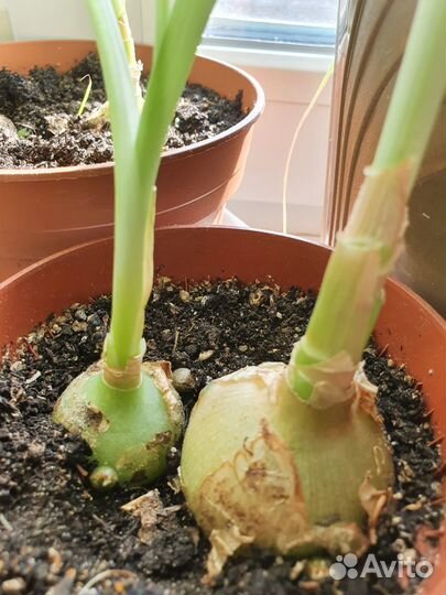 Индийский лук (Птицемлечник лечебный)