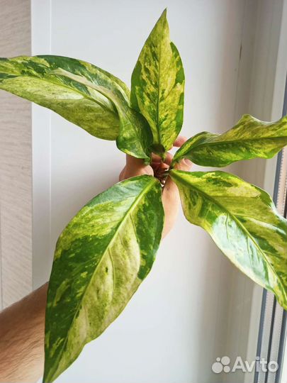 Антуриумы вариегатные