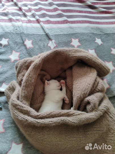 Белый котенок девочка басплатно