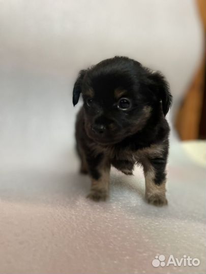 Той-терьер щенки