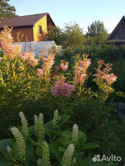 Филипендула