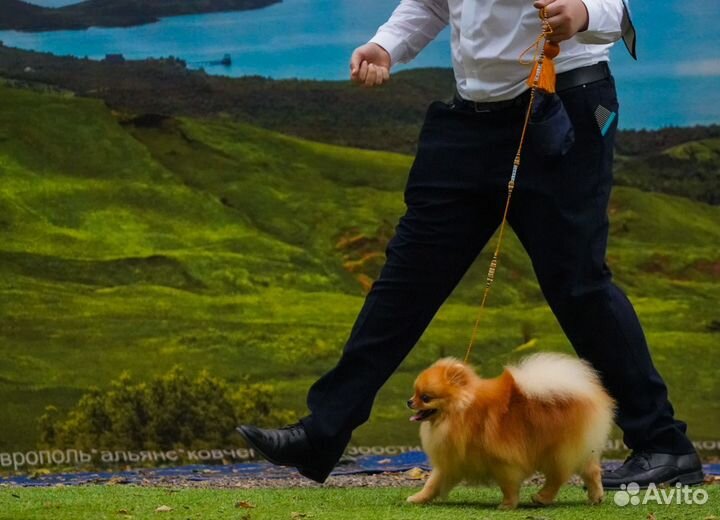 Услуги хендлера