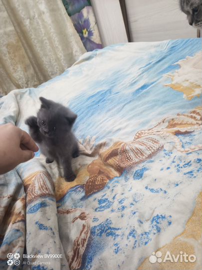 Продам котенка британца, девочку