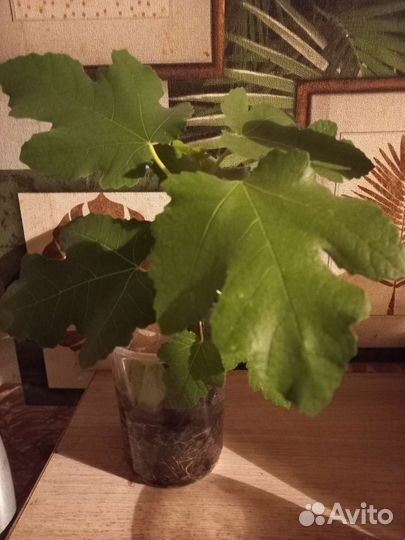 Саженцы инжира