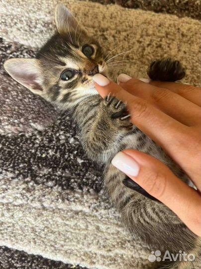 2 очень милых феечки (настоящих крымских котёнка)