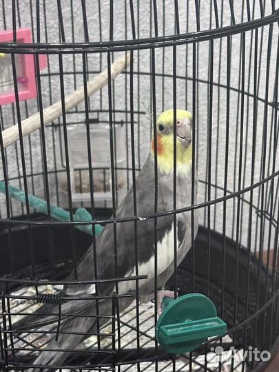 Попугай корелла с клеткой самец