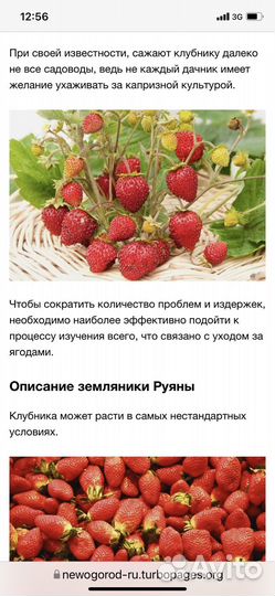 Земляника Альпийска