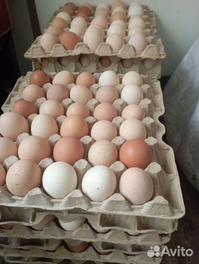 Инкубационное яйцо кур несушек