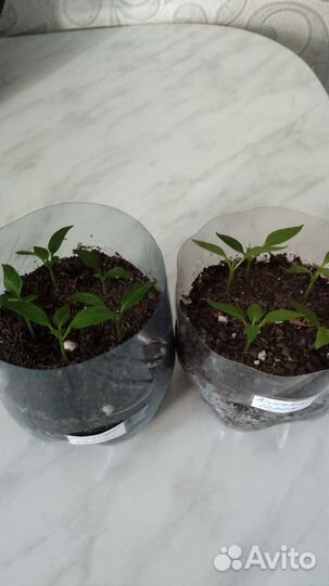 Рассада перца