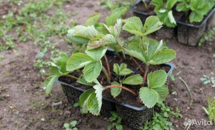 Клубника сортовая рассада