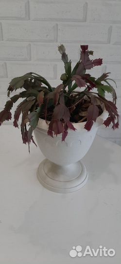 Цветок декабрист