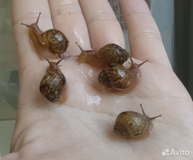 Улитки ахатины