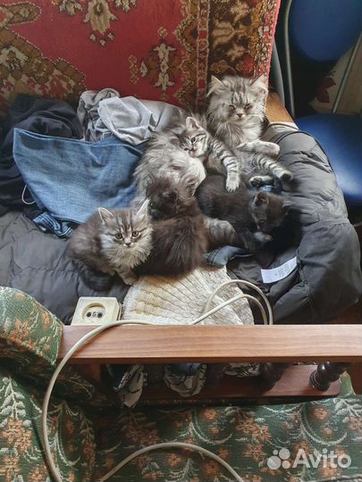 Котята в добрые руки бесплатно